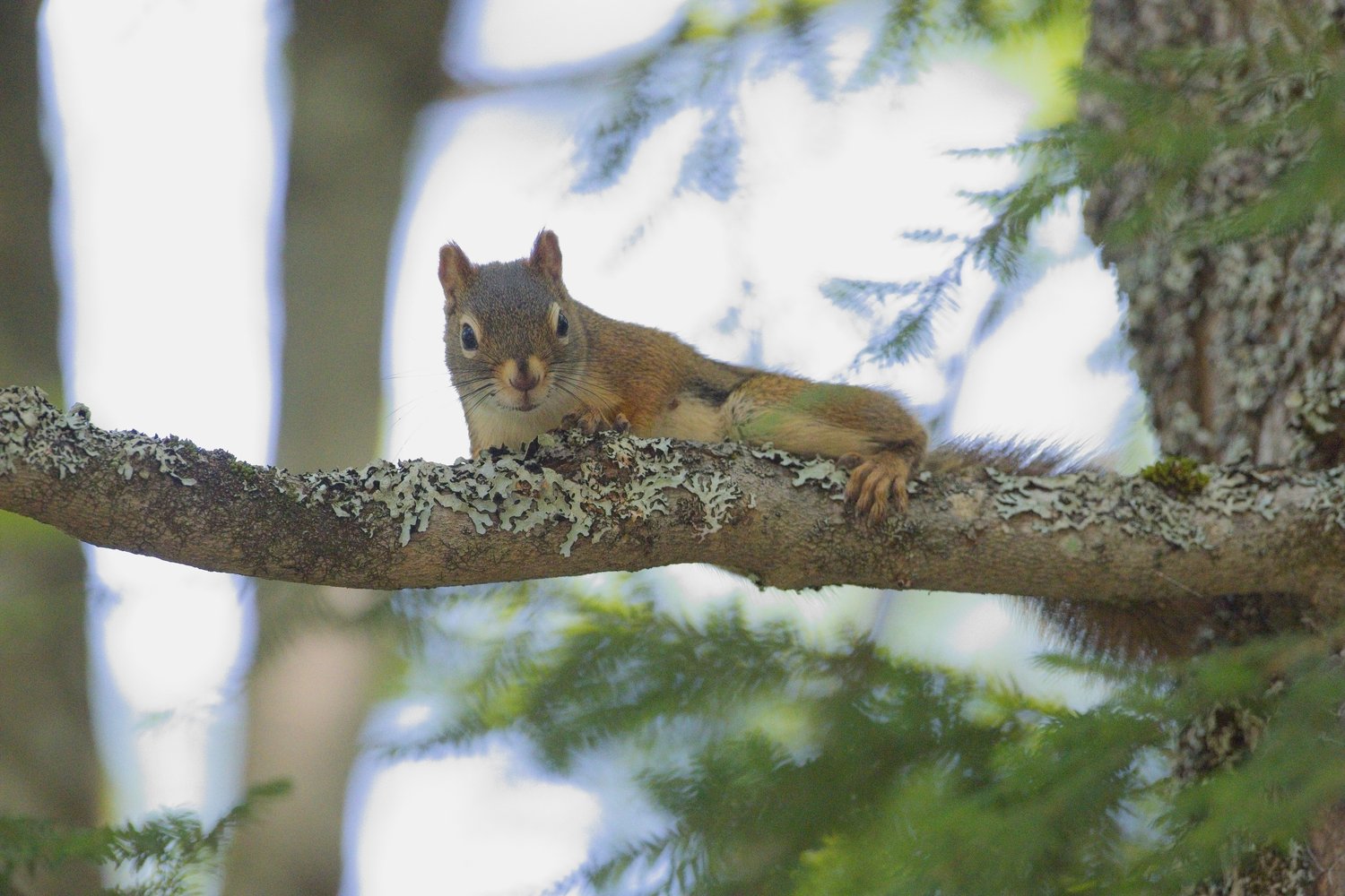 A small brown squirrel with a light-colored belly is perched on a lichen-covered tree branch, gazing directly at the camera with alert dark eyes. Its paws grip the branch while its bushy tail extends behind it. The background features a soft, blurred forest scene with green foliage and dappled sunlight filtering through the trees.